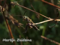 [Asilidae]